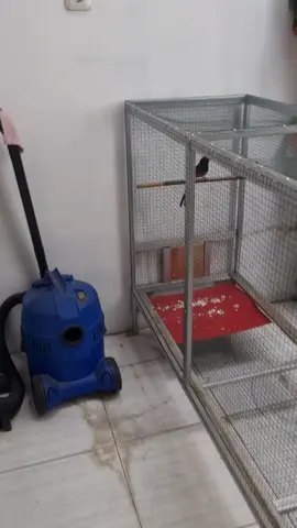 Bocil 9 bulan unjuk materi #murai #muraibatu #muraibatuindonesia #muraibatumania #kicaumania