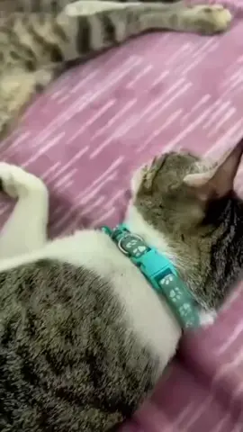 #sekedarhiburan😂🙏  #kontenhiburan✌️✌️🙏 