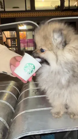 Ubícate! 🐾 #starbucksdrinks #pom #poms #starbucks 