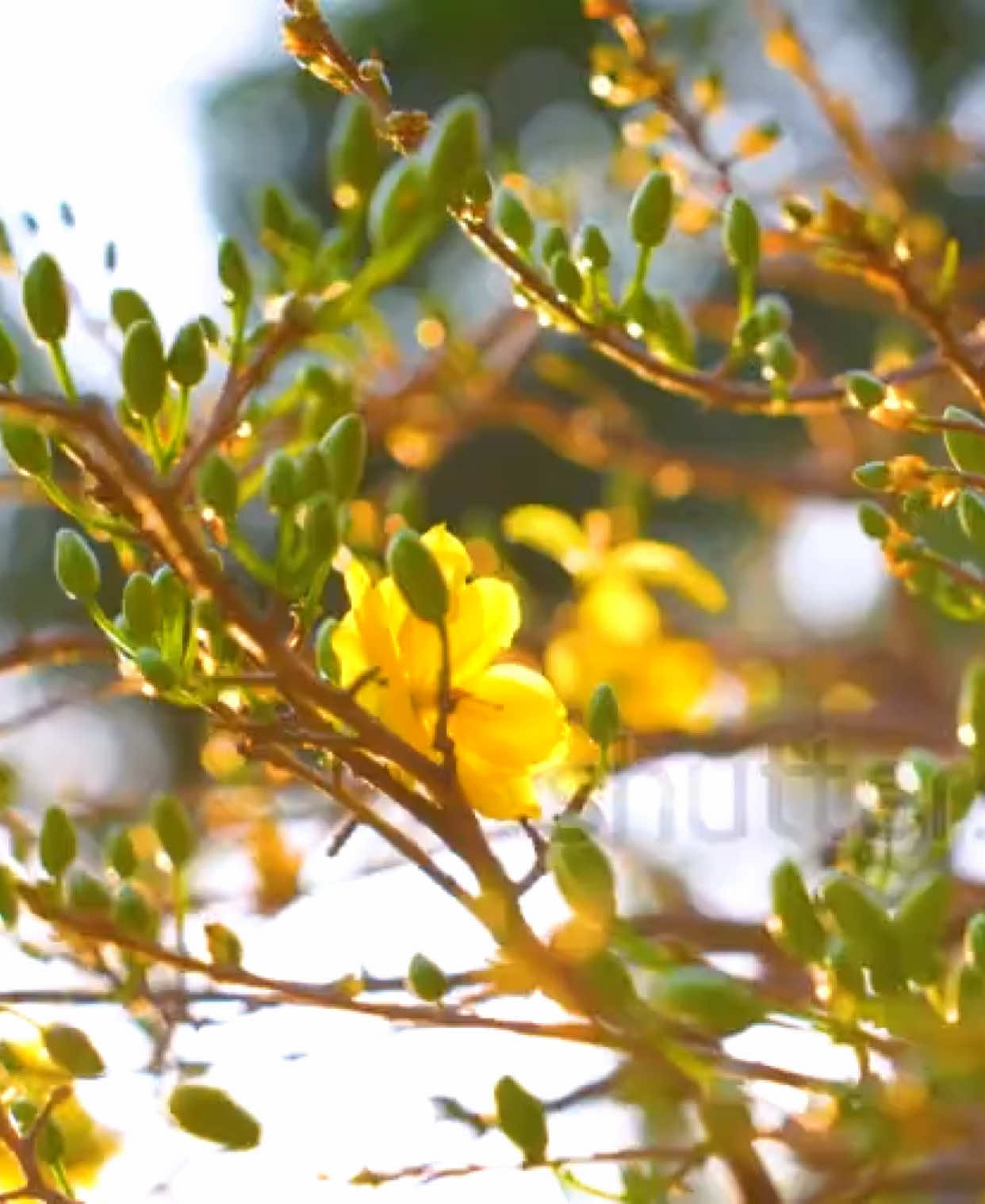 Xuân đã về #mungtetnamnay #tết2026🌸🌸🧧🎆🎇 #đóntet2026 #xuan 