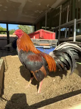 Hasta brillia . Saludos colegas #gallos #gallera #galleros #tiktok #luisrconriquez  