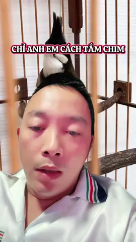 Chỉ anh em cách tắm chim chào mào  #hiepdongnai #hiepdongnai1983 #camhiepdongnai #hatsactohiepdongnai #hatsacto #hatcaocaonguyenchat #chaomaothidau #hatcaocao #hatdamdachiepdongnai 