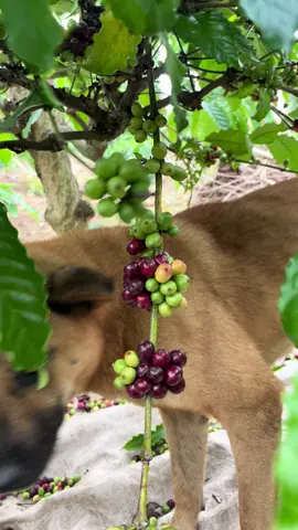 Ta nói hái lựa mà mi hái vậy đó..☺️