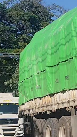 #ဒီကောင်ကြီးနဲ့လဲခွဲရတာတော့မာပဲ😔#fyp #foryoupage #viraltiktok #ဘဝတူညီကိုများဘေးကင်းပါစေ🙏🙏 