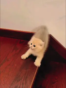 Cats really do have 9 lives 😱🫣#lovecats #cutecat #fyp #cat #catsoftiktok 