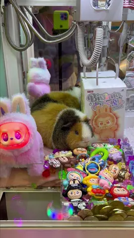 A Cute Grand Prize in the claw machine Part 16 #clawmachine #arcade #prize