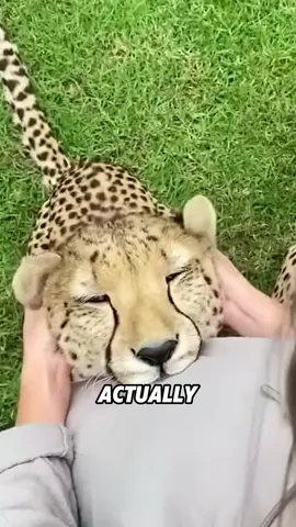 Cheetahs that build relationships with people#tiktok #fyp #animals #funny #cheetah 