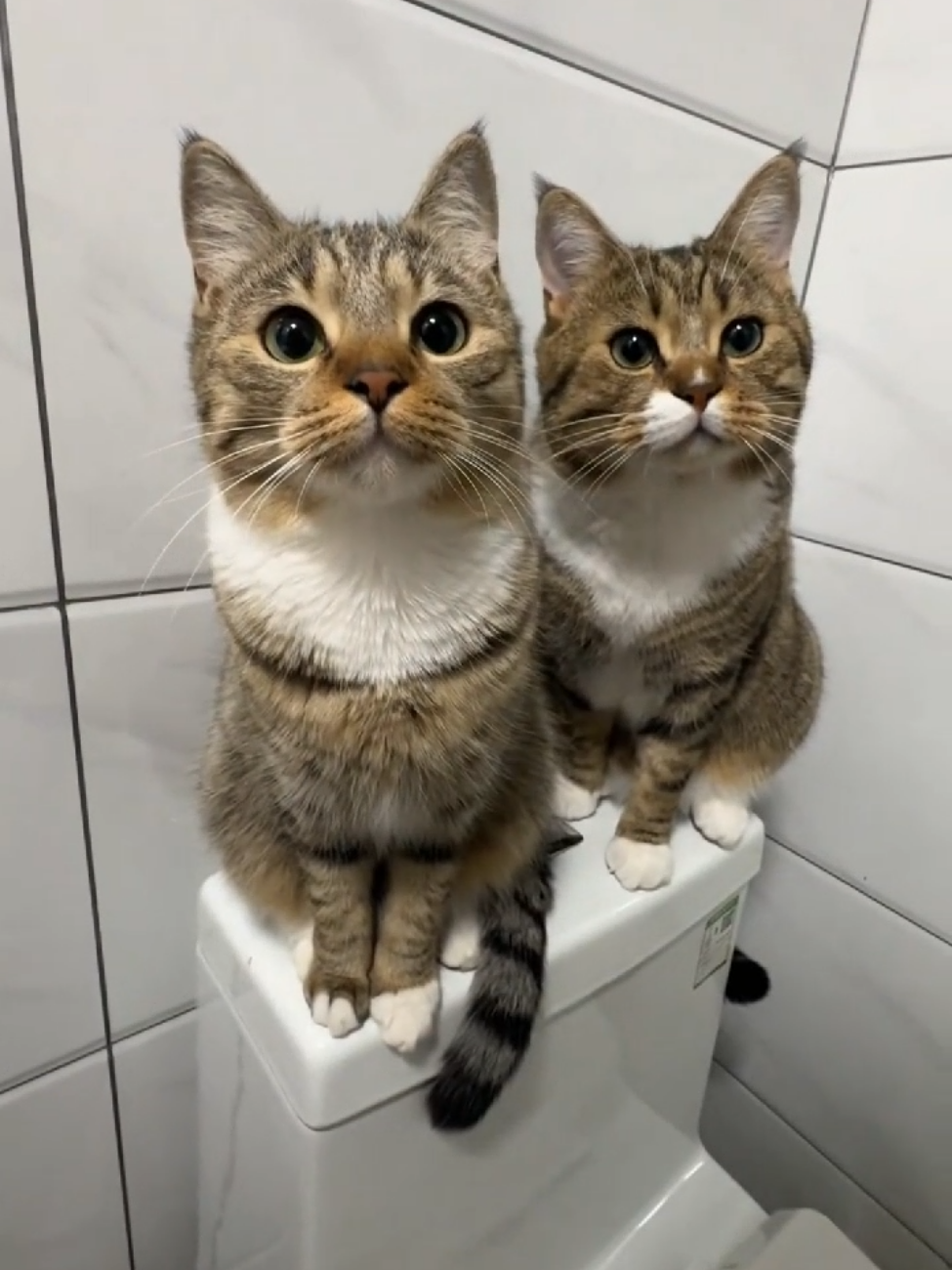 So cute #cutecat #pet #kucing #kitty #funny 