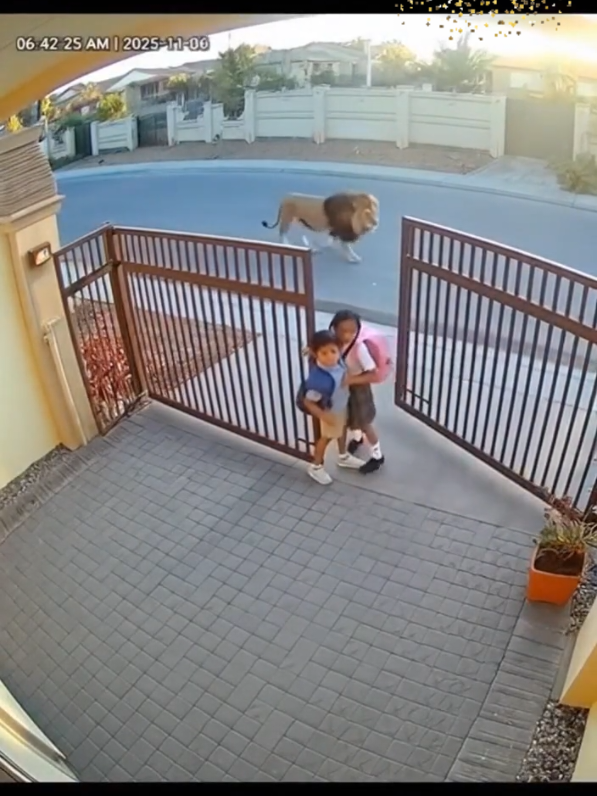 Lion in the city kids Trying to save himself From lion 🦁 #Sora2 #AIVideo #CCTVFootage #WildlifeStory #MountainLion 