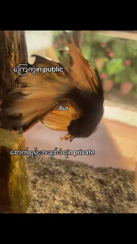 My life😝#fypppppppppppppppppppppp #foryoupage #views 