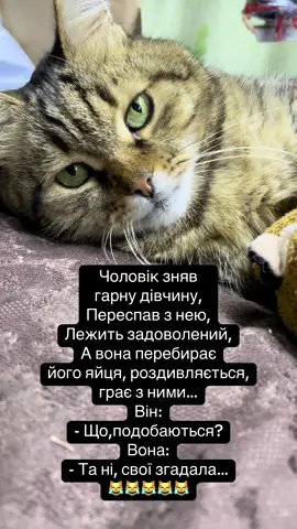 жартикотів #котячіжарти #смішнікотики #котикидлянастрою #мемипрокотів #смішнекотячевідео   