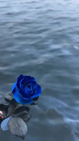 رب أَوْزِعْنِي أَنْ أَشْكُرَ نِعْمَتَكَ الَّتِي أَنْعَمْتَ عَلَيَّ وَعَلَى وَالِدَيَّ وَأَنْ أَعْمَلَ صَالِحاً تَرْضَاهُ وَأَدْخِلْنِي بِرَحْمَتِكَ فِي عِبَادِكَ الصَّالِحِينَ».🌹🌿#صباحكم_سعاده #اللهم_بك_اصبحنا #اصباحنا_و_اصبح_الملك_لله #صباح_الخير #صباح_الورد 