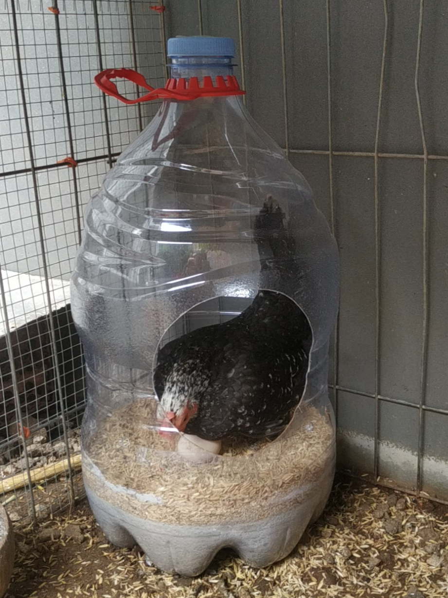 Padahal belum pernah di campur sama si jantan dan anakannya jg masih usia dibawah 2bulan kok bisa-bisanya nelur lagi..🤦‍♂️ #ayamserama #ayamhias #kateserama #ayamkate #kate 