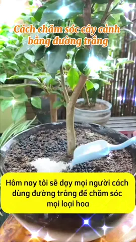 Cách chăm sóc cây cảnh bằng đường trắng#xuhuongtiktok #trongcay #meotrongcay #hottrend 