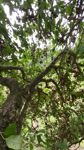 🍇 #promomakanharian #juwet #gresik24jam #fypage 