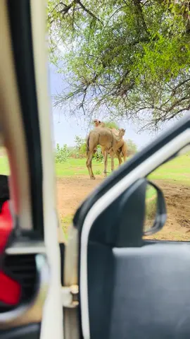 #جقله_الخير_جقله_العز❤  #بوادي_غرب_السودان  #رزيقات_تراب_الهين_ 