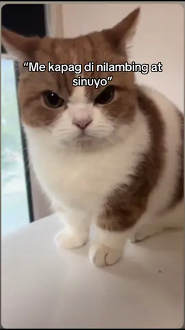 late na kasi kayu manuyo, ayan tinuyo tuloy hahha #catsoftiktok #cat #fyp #fyppppppppppppppppppppppp #trend 