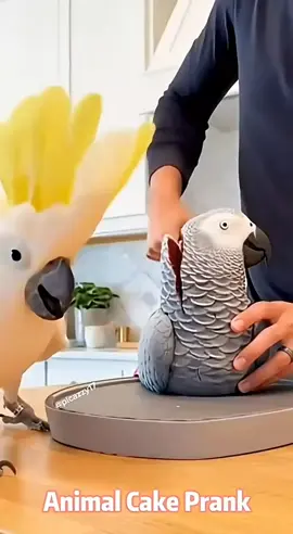 Pet Sees pet Cake and Runs Must #farm #animals #funnycat #foryoupage #1millionviews #unfrezzmyaccount #viralvideo #virltiktok 