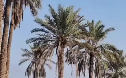 #مكناص_العراق #لايك #ومتابعه #اكسبلور #الشعب_الصيني_ماله_حل😂😂 