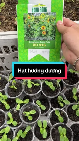 Tranh thử mua về gieo liền cho kịp Tết cả nhà ơi #hatgiongrangdong #hatgionghoahuongduong  @Ba Tỷ Rì Viêu 