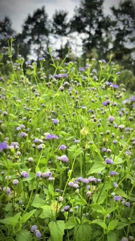 Gió bấc về…#nhachaymoingay #nhactamtrang #xuhuong2025 #fyp #thanhnguyn3958 