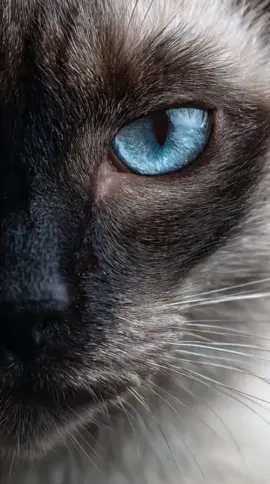 แมววิเชียรมาศ #แมวโบราณของประเทศไทย  #บ้านวิเชียรมาศสกลนคร 