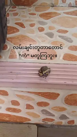 #fyp #foryoupage #ပါချုပ်ဆရာတော်ဘုရာကြီး🙏🙏🙏 #လမ်းချင်းတူတာတောင်ကံခြင်းမတူကြ