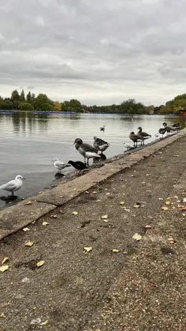 #CapCut #لندن #لندن🇬🇧 #الكويت  #السعودية 