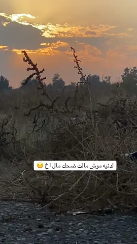 #لدنيه مو مالت ضحك مال اخ #تصويري_احترافي_الاجواء👌🏻🕊😴 #موال_طارق_لهليجي_موال_حزين_عراقي #مالي_خلق_احط_هاشتاقات #تصاميم_فيديوهات🎵🎤🎬 