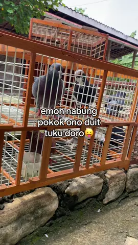 #fypシ゚ #merpatilosdor #sobatngeplek #merpatikolongbebas #masukberanda 