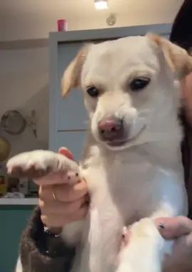 #glitch #puppydance #swaydancetrend #swayingtothebeat 