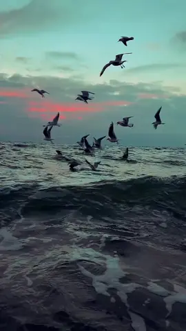 🕊️وكيف لي ان أمضي في سبيلي....وقلبي عالق بأرضك..🕊️💖🕊️