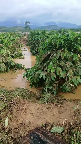 sâu cơn lũ để lại cho dân 