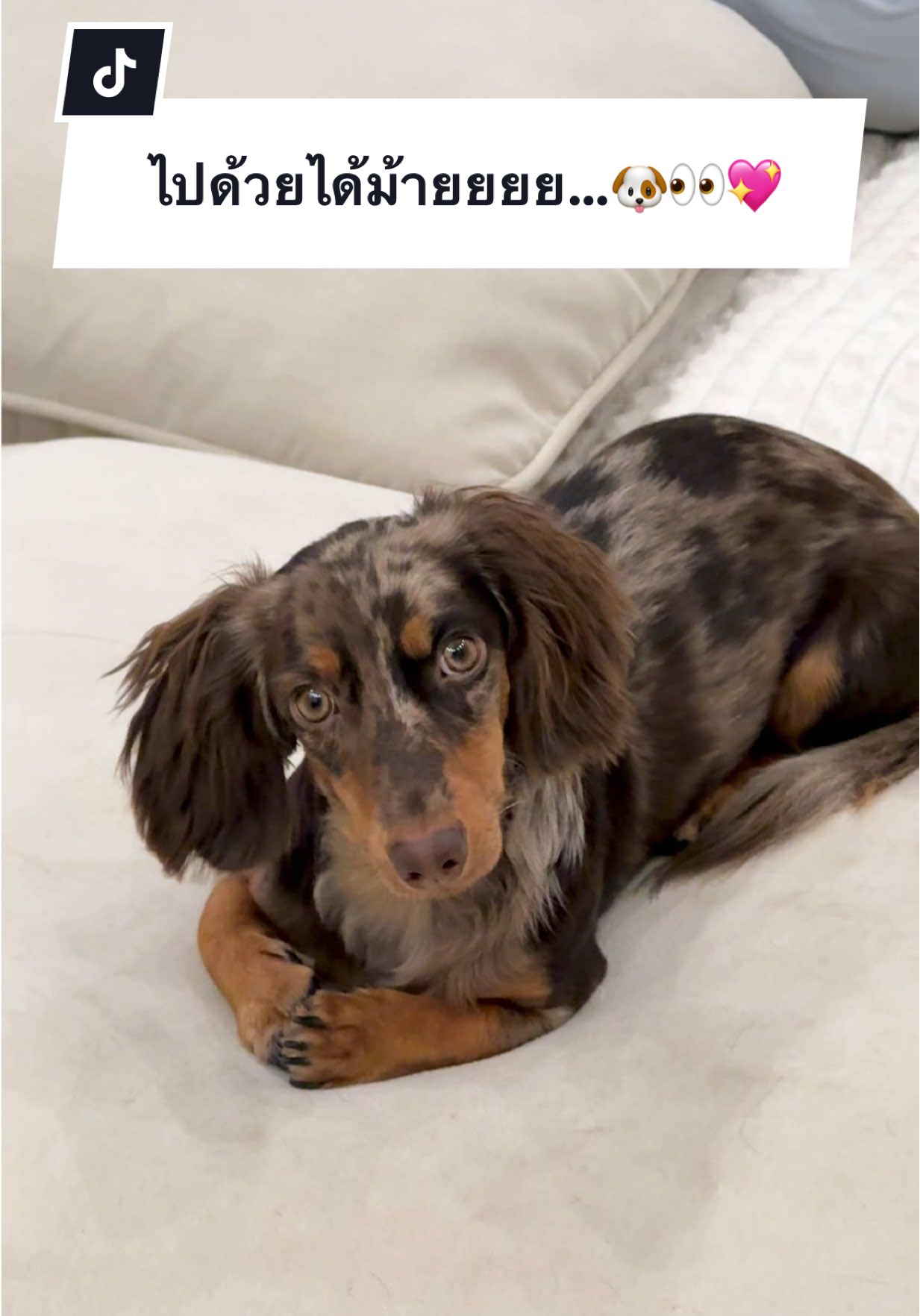 ได้ไปมั้ยน๊าาาาา555555555555 ดูมือ!!เรียบร้อยเชียวววว 🤣🐶💖 #daschund #daschundpuppy 