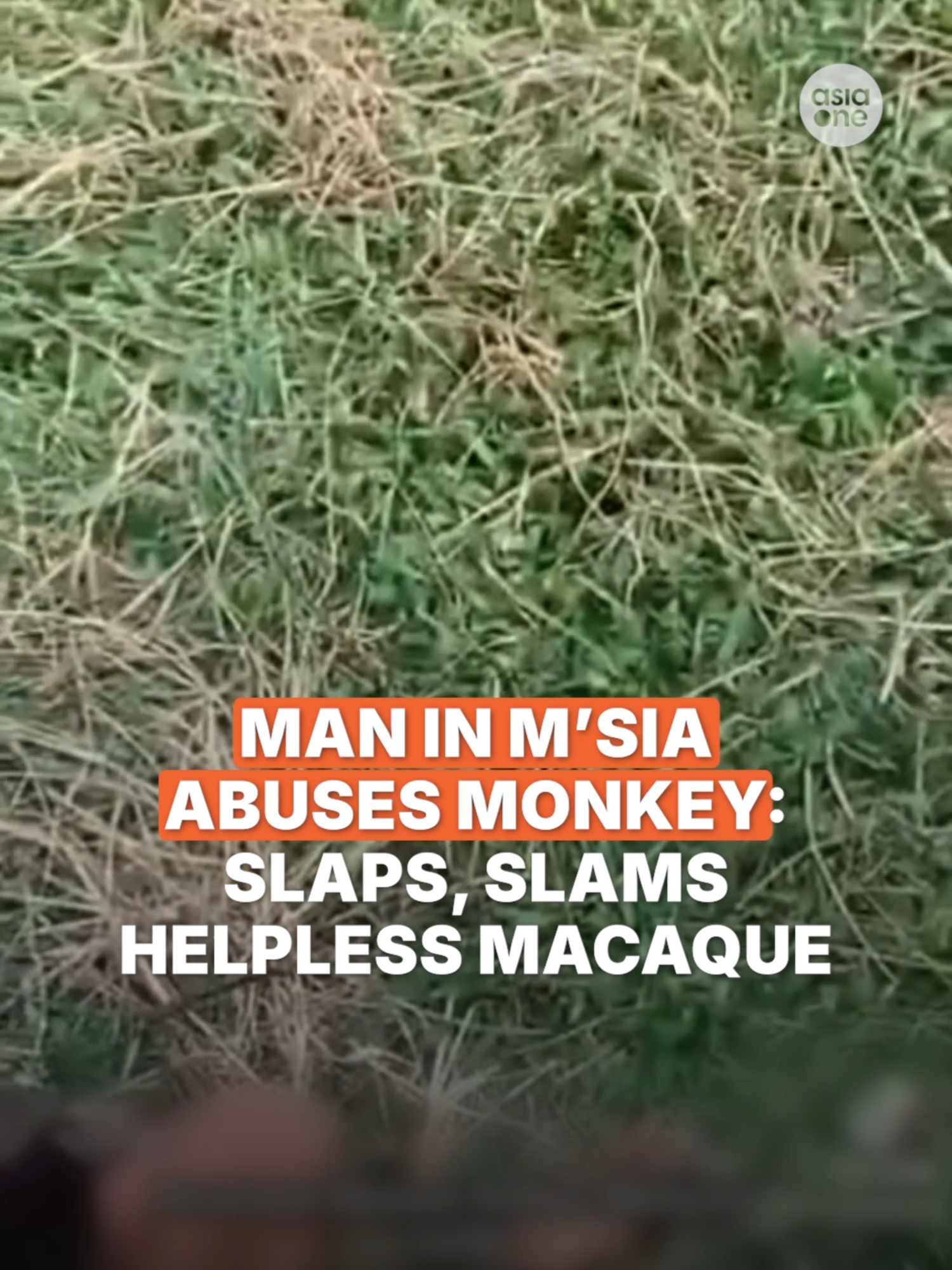 Two men, aged 24 and 28, including the one seen abusing the macaque in the video, have been arrested by Kelantan police. Malaysian media said the man works as an animal trainer. They will be remanded for investigations till Nov 18 (Tuesday). #MalaysiaNews #Malaysia #Kelantan #Animal #Monkey #Abuse