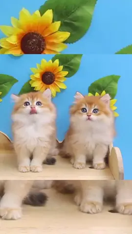 Một chiếc bé mèo, hai chiếc drama 😼#catsoftiktok #cat #petlover #cats #cutecat 