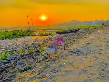 মানুষ হাসতে চায় কান্না ছাড়া