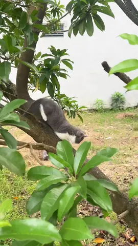 mấy đứa nhỏ giờ lấn khắp nơi #anhmeo #Anhmeo #pet @TẠP HOÁ ANH MEO @TẬP ĐOÀN MÈO 