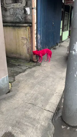 eto na pala si pink panther?