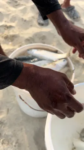 #سمك #king_fish #بياح #fishing 