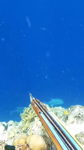 mem4nah ikan bobara #spearfishing_reviews  #spearfishing  #fisherman 