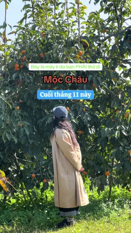Update tình hình Mộc Châu mấy ngày cuối tháng 11 cho cậu nào cần. Nghe đồn là từ T5 nắng siêu đẹp, xong mùa này cũng vắng, tranh thủ đi tầm này khá okee luôn☺️ #mocchau #ngoinhamauxanh 