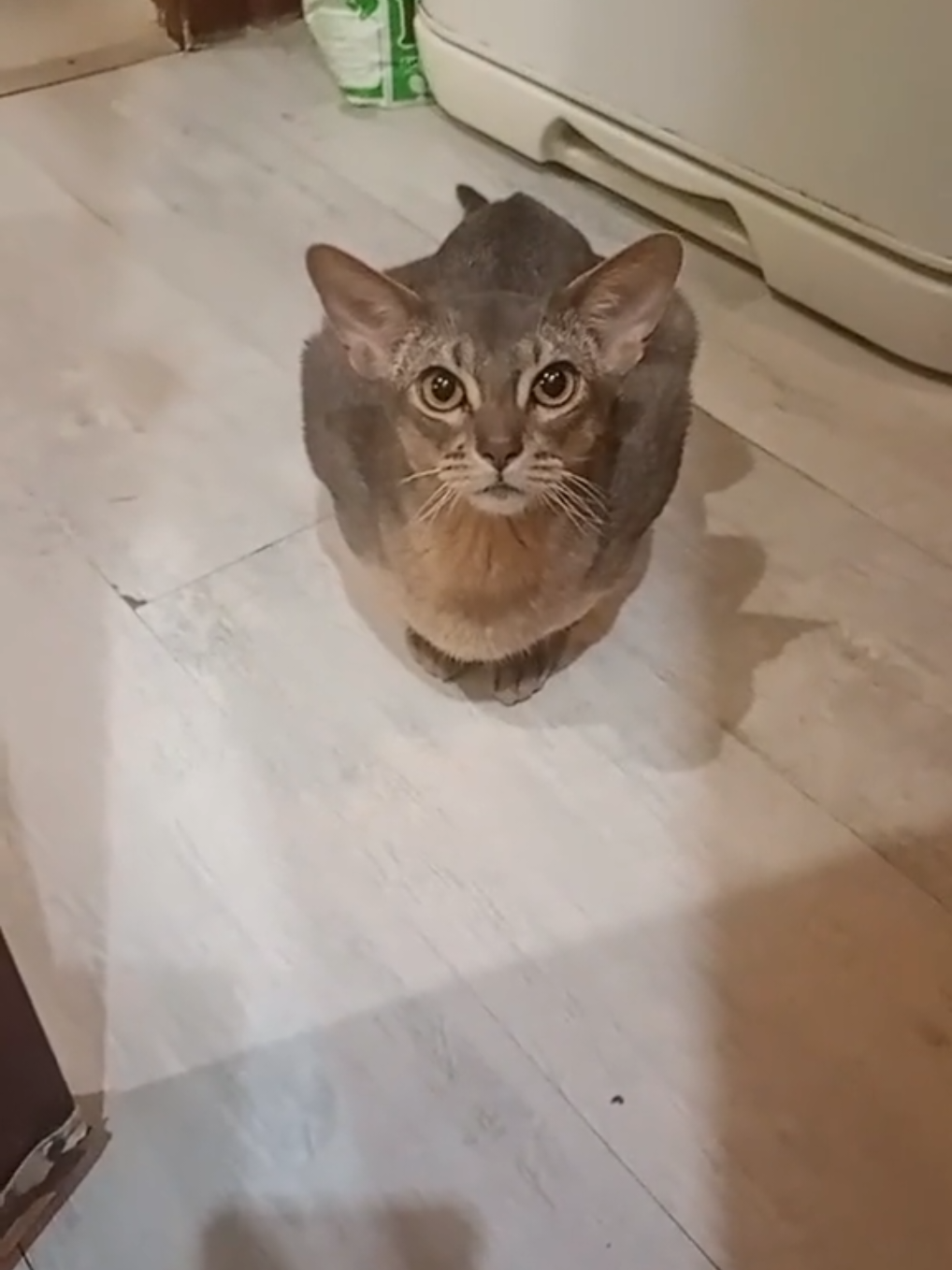 #автомеханика #ебатьчинить #ремонтавто #отчет #рек #топ 