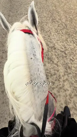 #باك#مركز_الفارس_العربي #رحلات_ركوب_الخيل #CapCut 