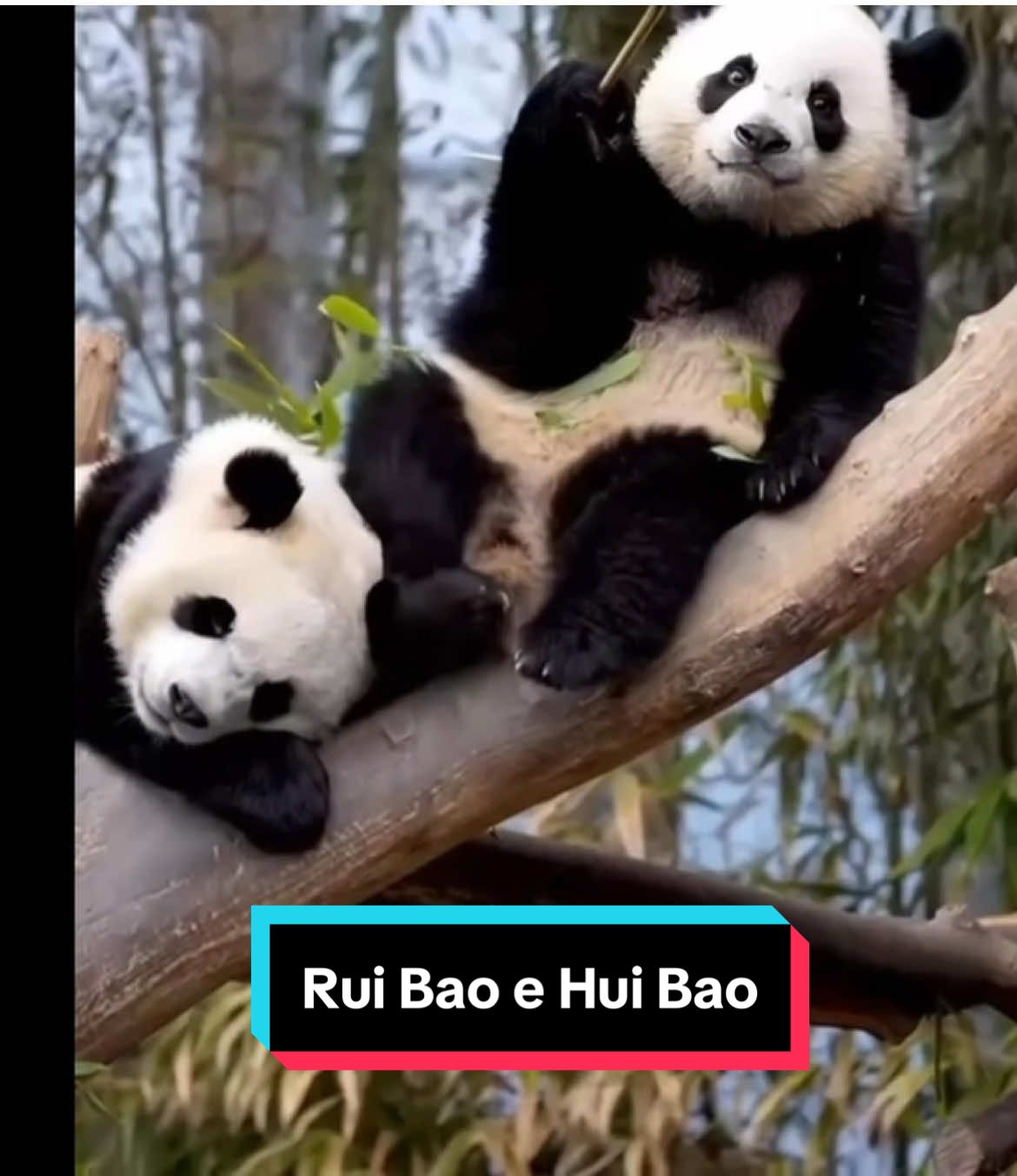 Le sorelle ❤️ #ruibao #huibao #pandagigante #cutepanda #panda 