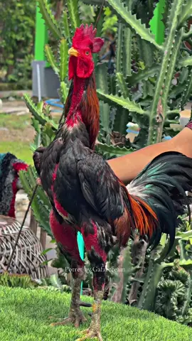 Mbah Merapi🔥 #gafaroproject #gafaroprojectjaya #fyp #fypシ  #xyzcba #viral