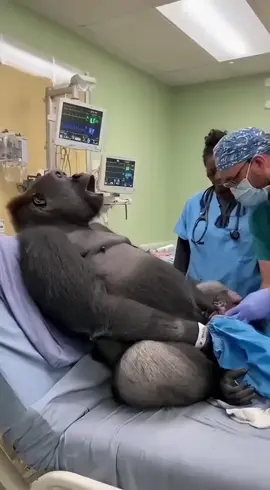 Thank you to the doctors who helped a male gorilla safely rest its baby.