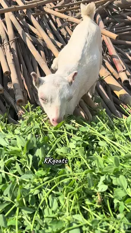 #kkgoats#kkgoatfarm #lahore #pakistan #videoviral 