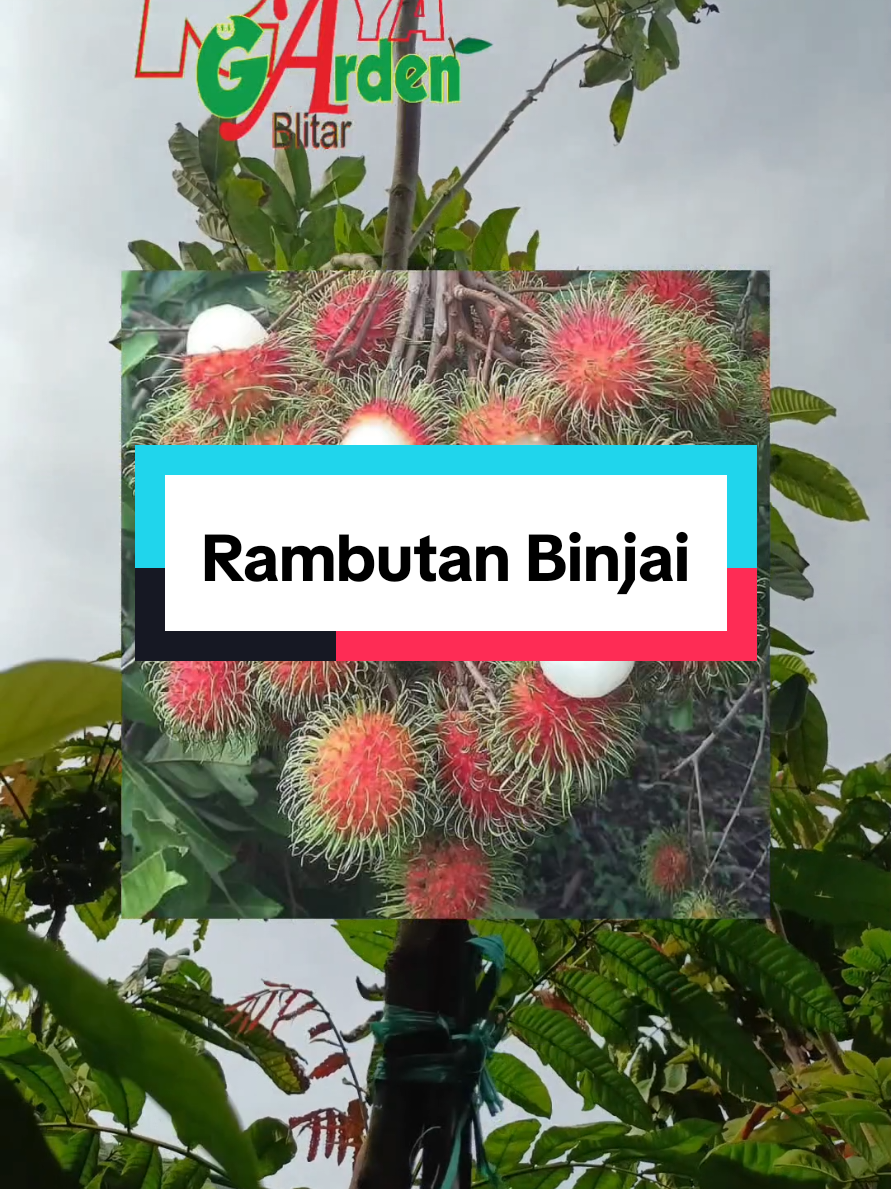 rambutan binjai seng buah e manis tenan😋 #bibitbuah #rambutan #rambutanbinjai #rayagardenblitar #blitar 
