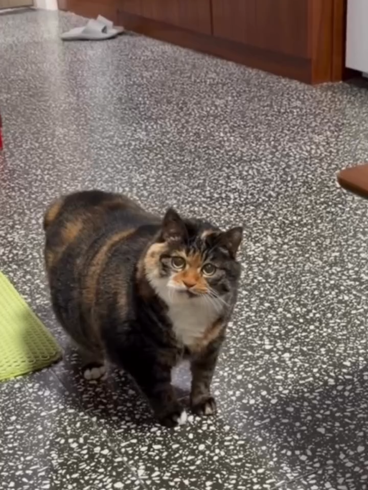 Paw time 🐾#kittenoftheday #catlover #kittens #kittenlovers #cat #cute